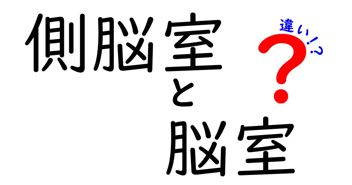 側脳室と脳室の違いを徹底解説!中学生にもわかる脳の“部屋”の基本