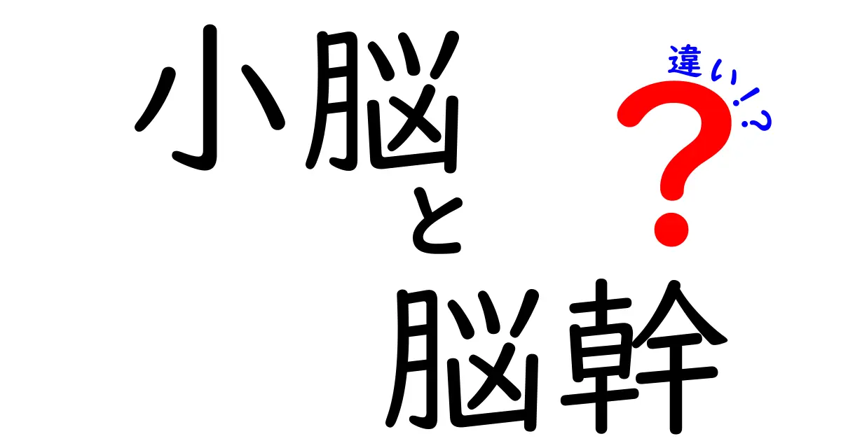 小脳と脳幹の違いを徹底解説!身近な体の仕組みを中学にもわかる言葉で