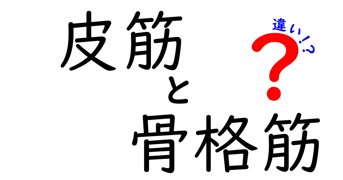 皮筋と骨格筋の違いとは?中学生にもわかる筋肉の基本ポイントを徹底解説!