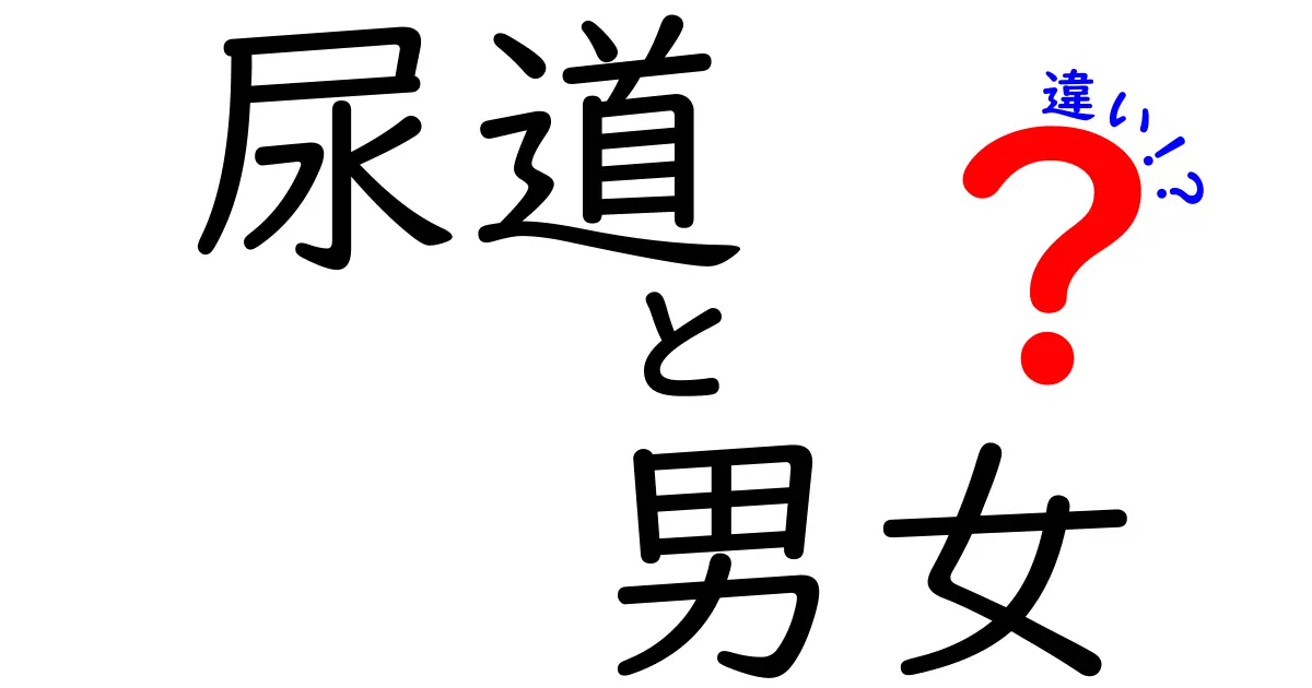 尿道は男女でどう違う?医師が教える科学的なポイントと日常の疑問