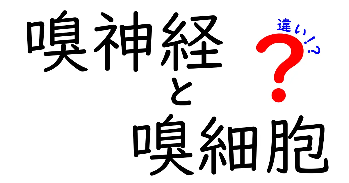 嗅神経と嗅細胞の違いを徹底解説!鼻の匂いを感じる仕組みを中学生にも分かる図解付き