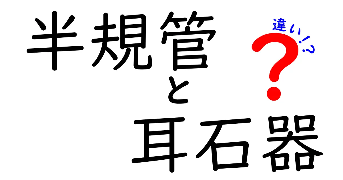 半規管と耳石器の違いを徹底解説!頭の回転と平衡感覚を左右する2つの仕組み