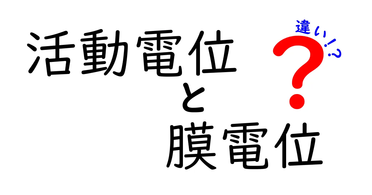 活動電位と膜電位の違いを徹底解説!中学生にもわかるポイントと日常の例