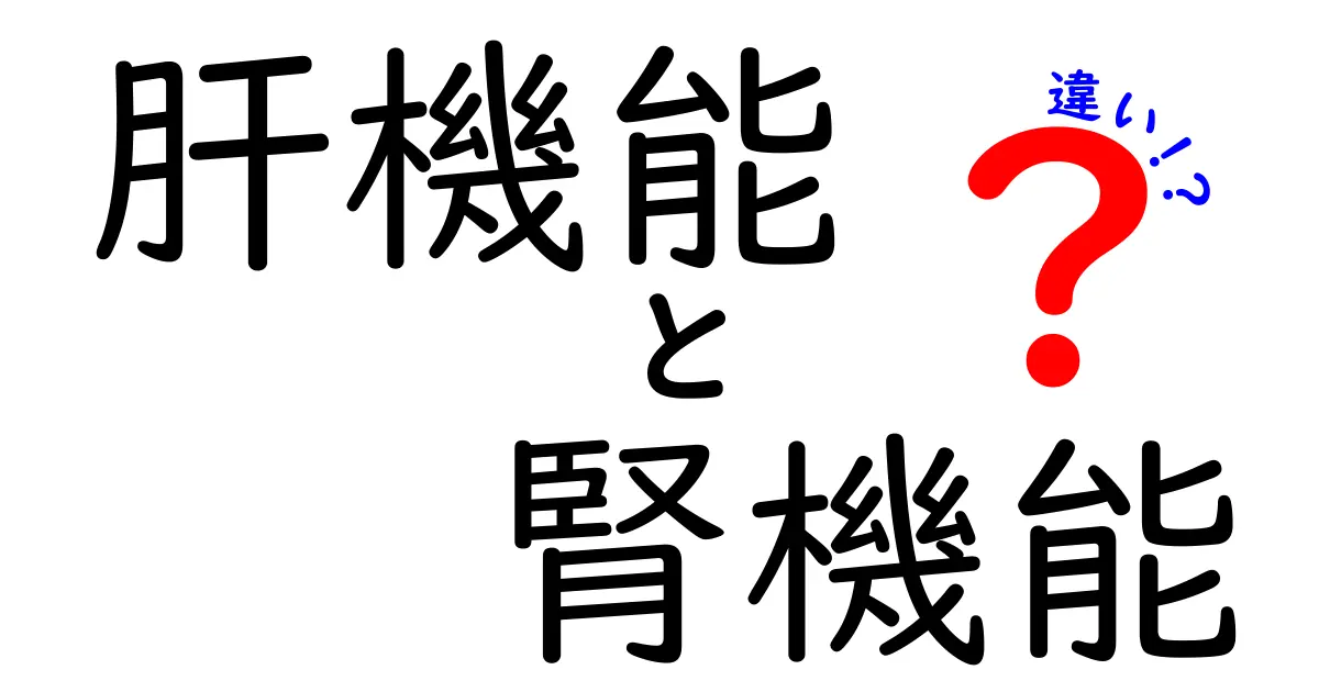 肝機能と腎機能の違いをわかりやすく解説!健康チェックに役立つポイント