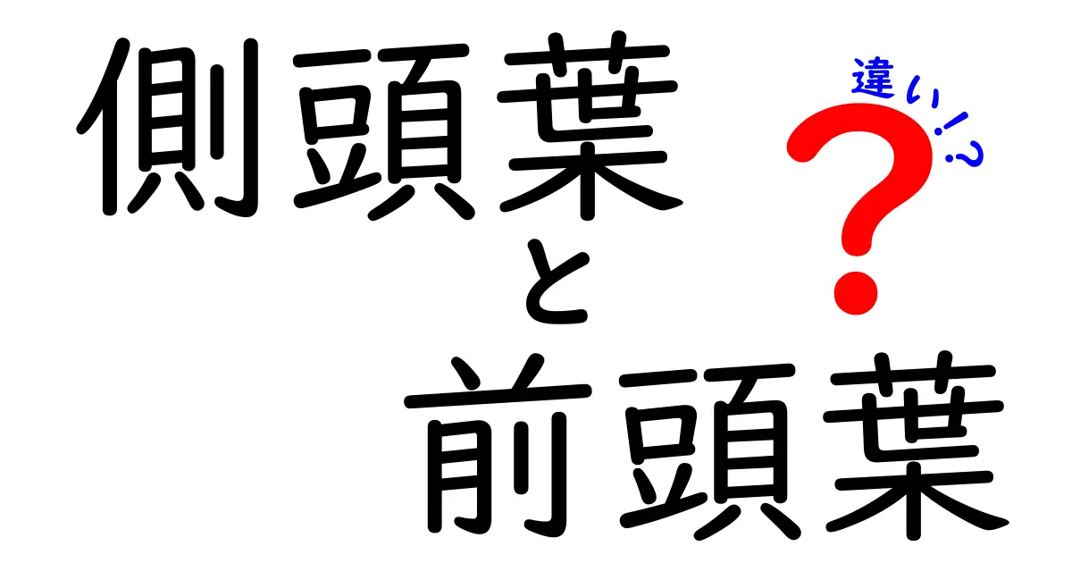 側頭葉と前頭葉の違いを徹底解説!中学生にもわかるやさしい理解ガイド