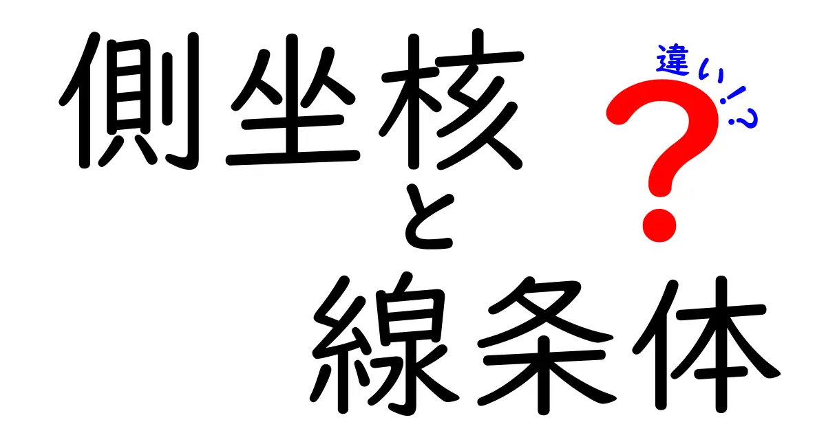 側坐核と線条体の違いをやさしく解説!脳の基礎がわかるやさしい比較ガイド