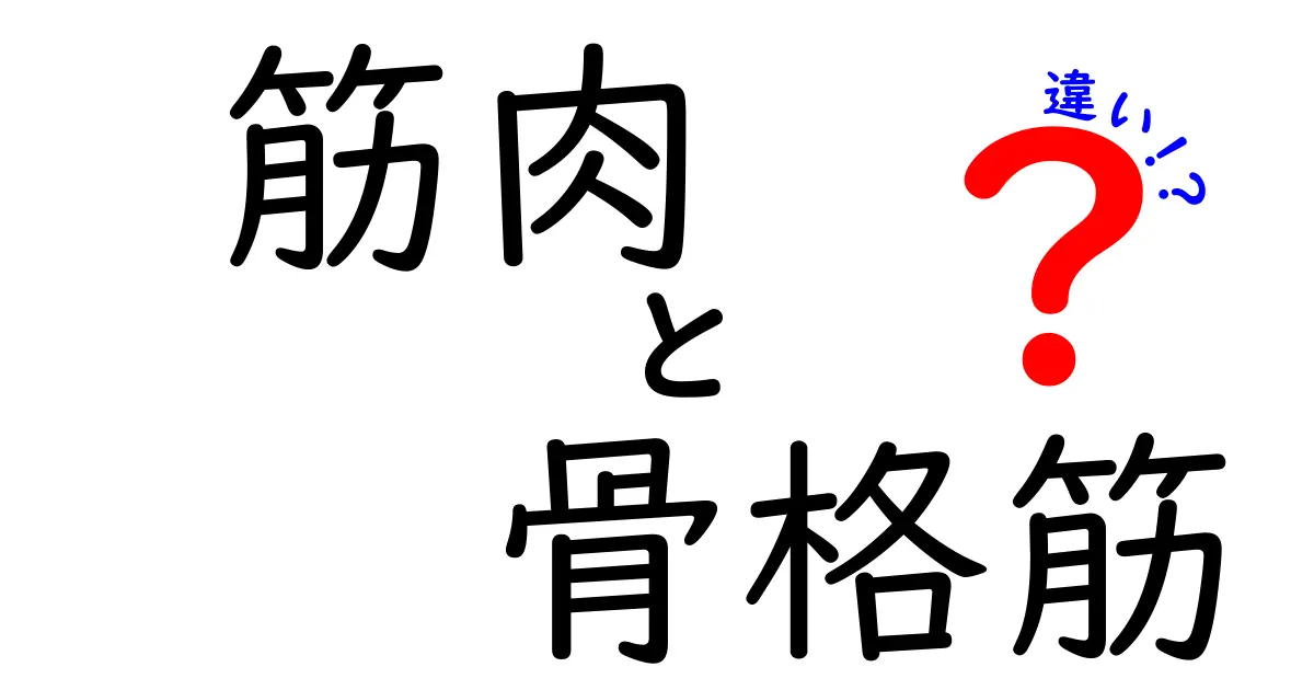 筋肉と骨格筋の違いとは?初心者でもわかる完全ガイド