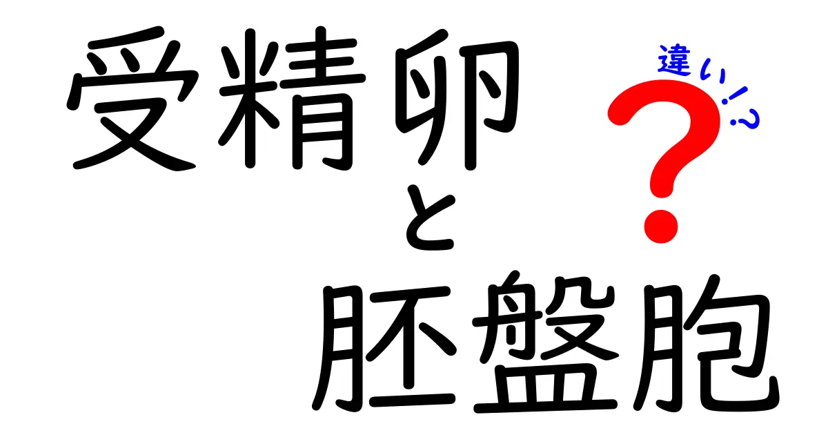 受精卵と胚盤胞の違いをやさしく解説!受精の瞬間から胚の成長までわかる基礎知識