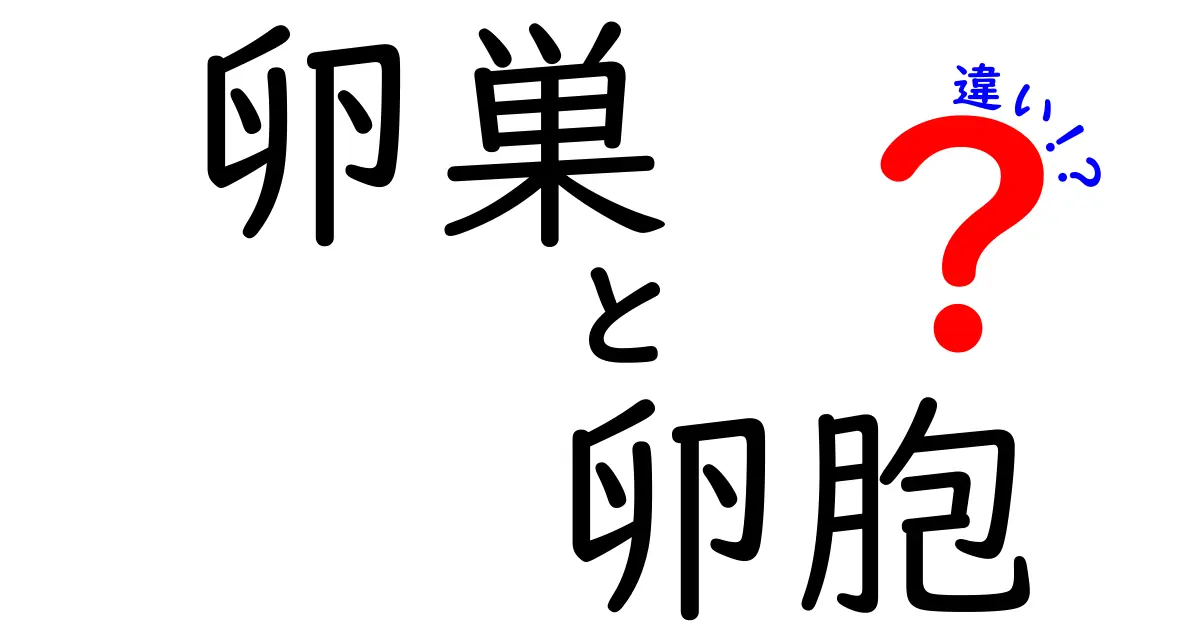 卵巣と卵胞の違いを徹底解説!受精・排卵までをやさしく理解する入門ガイド