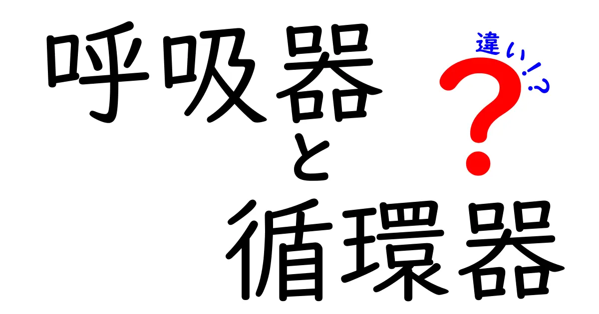 呼吸器と循環器の違いを一発で理解!体の仕組みを中学生にも分かるやさしい解説