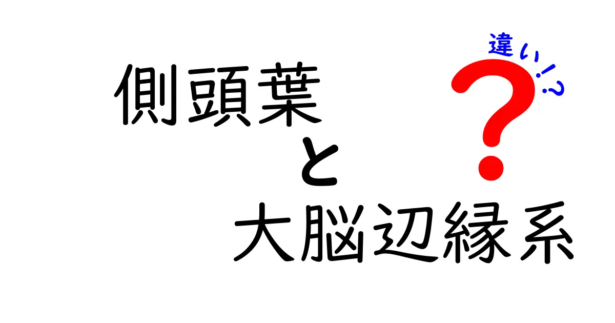 側頭葉と大脳辺縁系の違いを正しく知る!中学生にもわかる解説と図解で徹底比較
