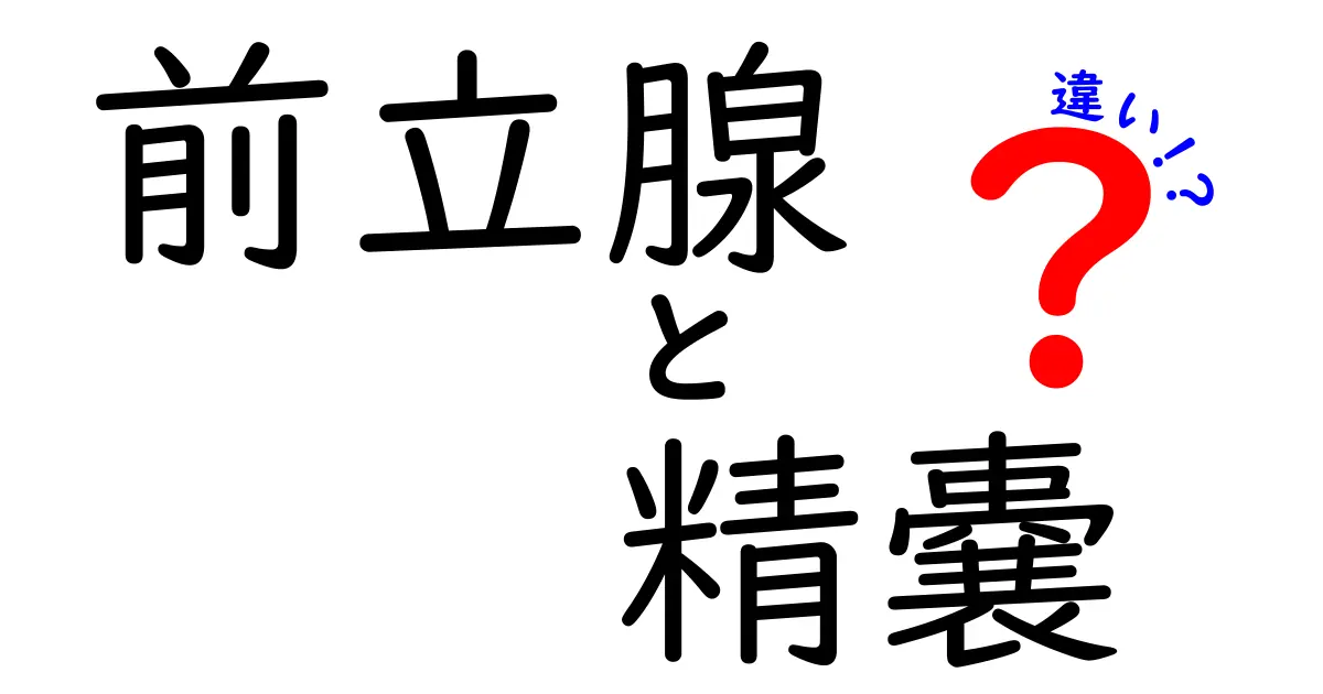 前立腺と精嚢の違いを知ろう!基本情報と大事なポイント