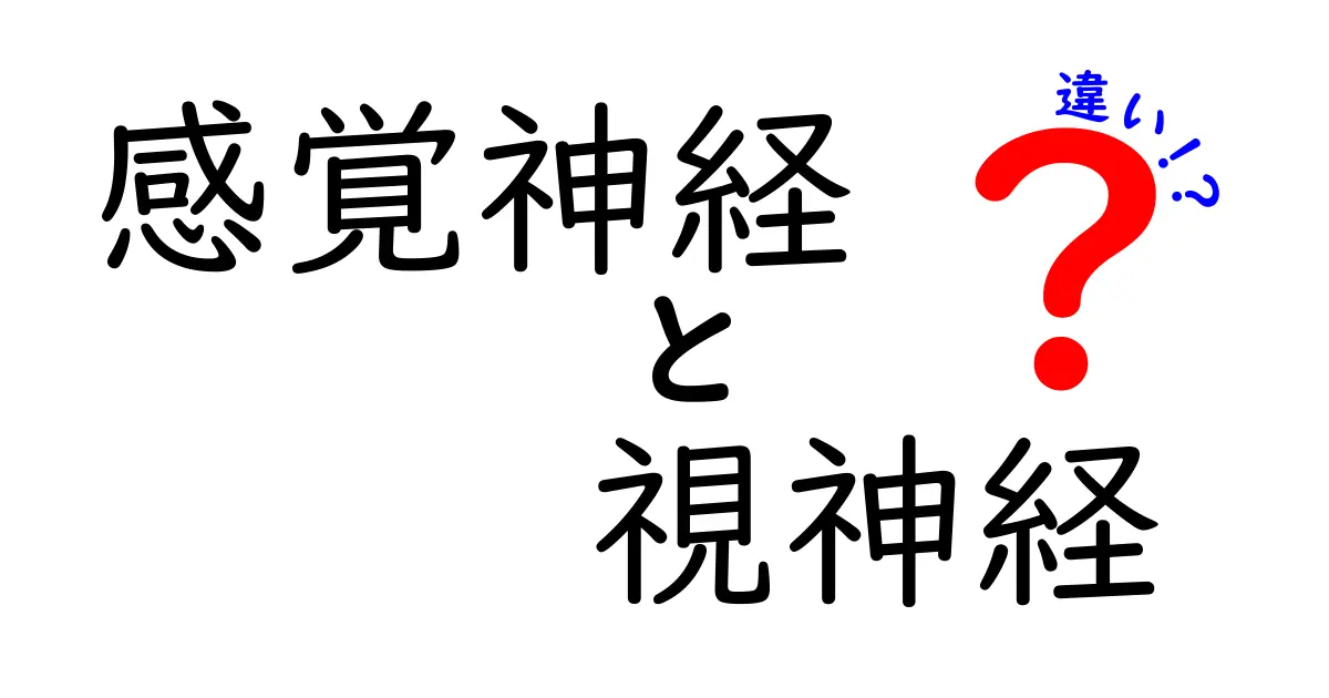 感覚神経と視神経の違いを徹底解説!中学生にも分かるやさしいポイント