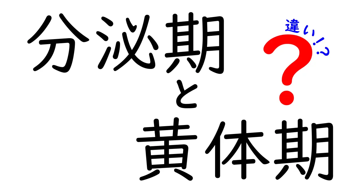 分泌期と黄体期の違いをわかりやすく解説!ホルモンの動きと体の変化を丁寧に