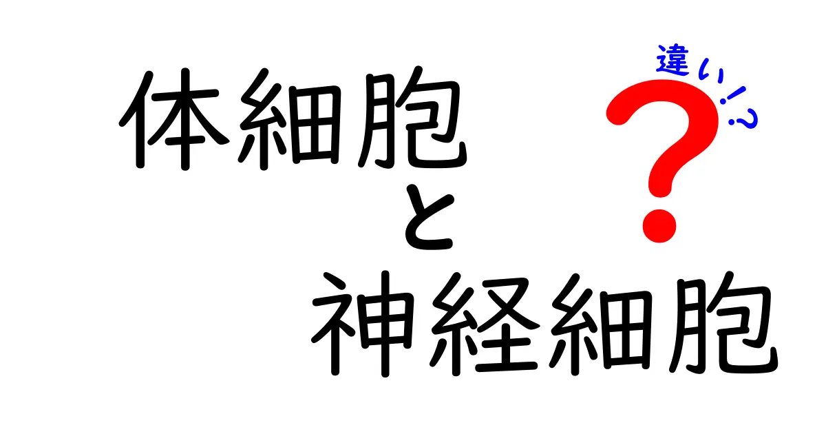 体細胞と神経細胞の違いを徹底解説!中学生にもわかるポイントまとめ