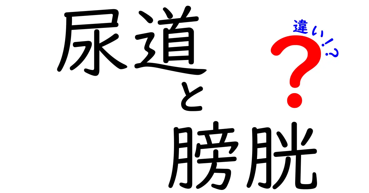 尿道と膀胱の違いを徹底解説 中学生にもわかる図解つき