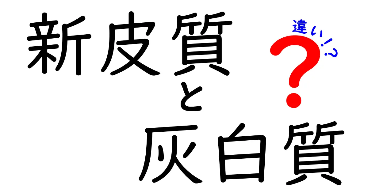 新皮質と灰白質の違いを徹底解説!脳のしくみを中学生にもわかる図解つきガイド