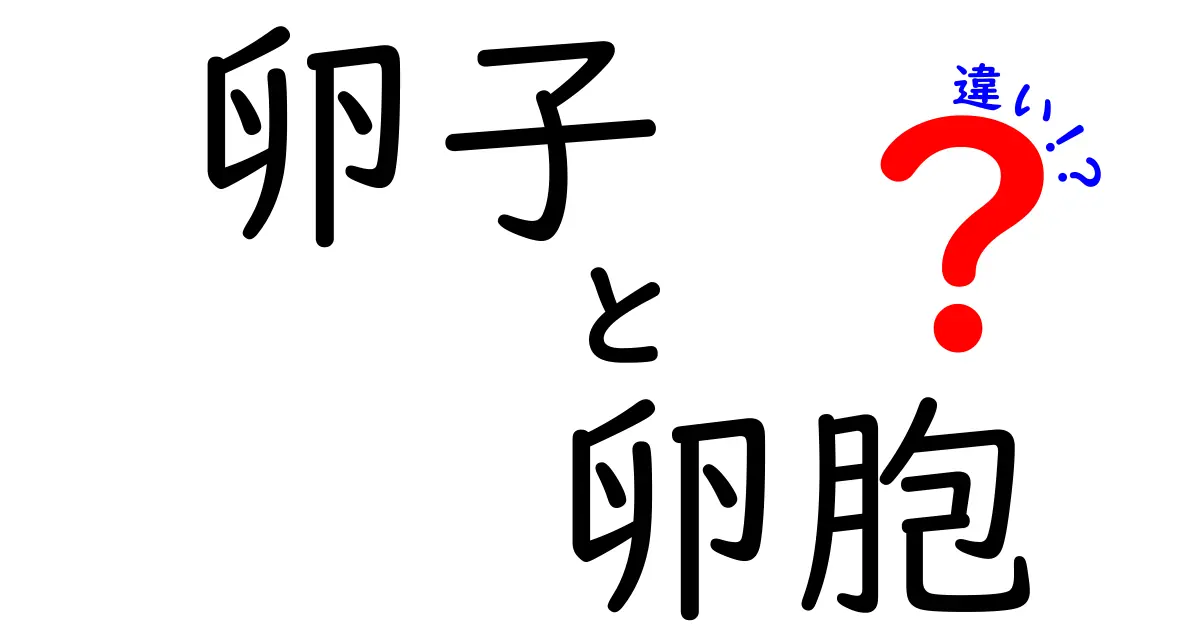 卵子と卵胞の違いを完全ガイド|中学生にもわかるやさしい解説