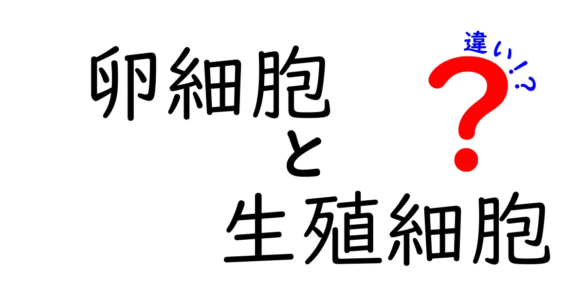 卵細胞と生殖細胞の違いを徹底解説:卵と精子はどう違うのか