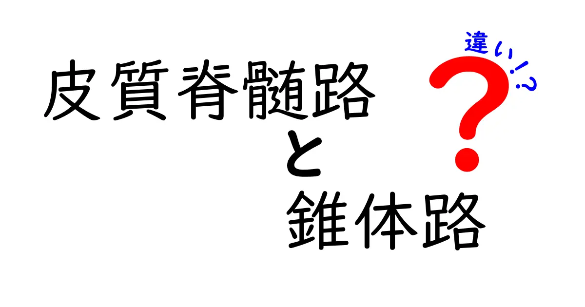 皮質脊髄路と錐体路の違いを徹底解説!中学生にも分かる図解つき