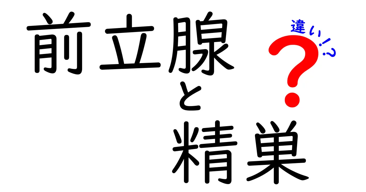 前立腺と精巣の違いを徹底解説!5つのポイントで体の仕組みをわかりやすく