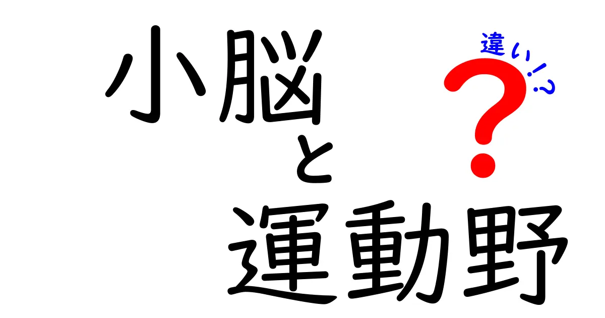 小脳と運動野の違いを一目で理解!役割・場所・仕組みを徹底比較