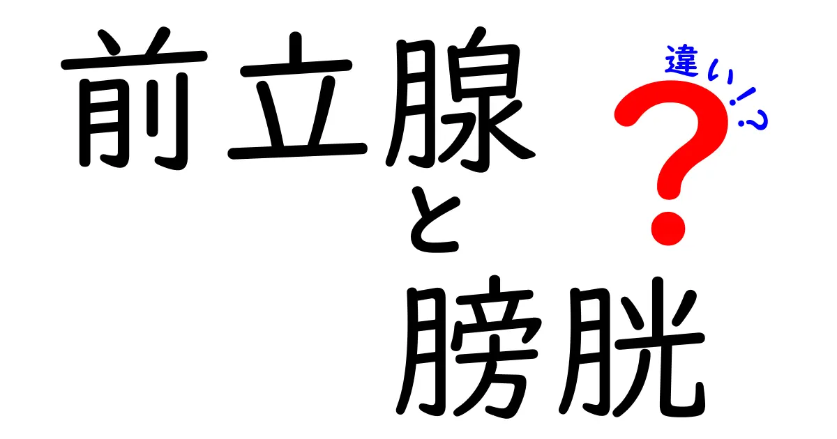 前立腺と膀胱の違いをやさしく解説!しくみ・役割・日常のトラブルを見分けるポイント