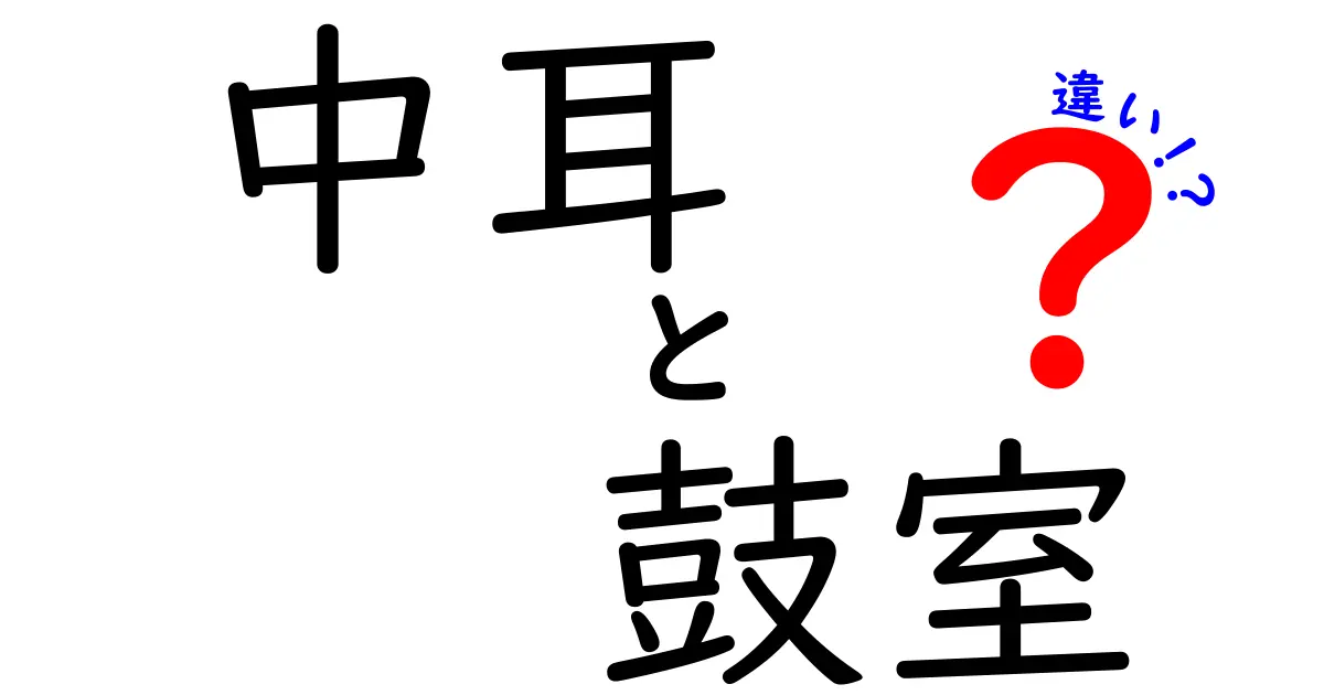 中耳と鼓室の違いをやさしく解説!聴こえの仕組みを理解しよう