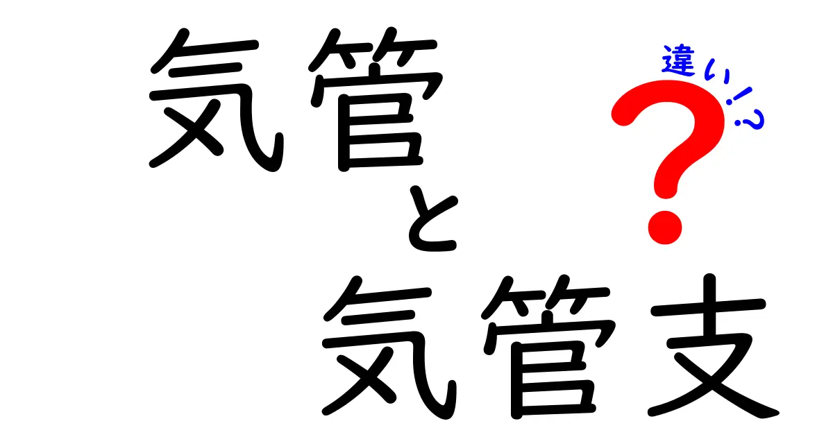 気管と気管支の違いを徹底解説！中学生にもわかる呼吸器の基礎