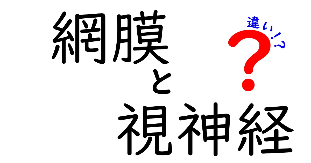 網膜と視神経の違いとは?目の仕組みをわかりやすく解説!