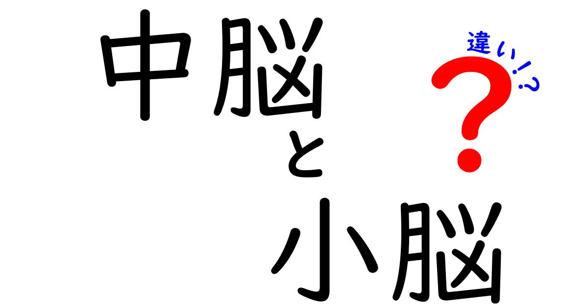 中脳と小脳の違いを徹底解説!脳の“運転席”と“バランス感覚”を分かりやすく理解しよう