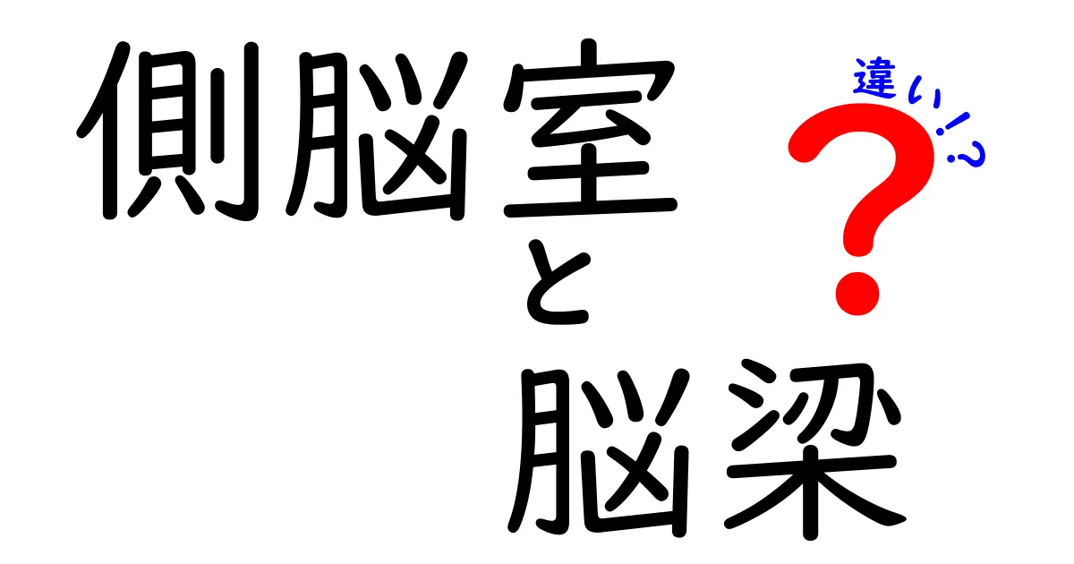 側脳室と脳梁の違いを徹底解説!解剖学的な役割と見分け方をやさしく学ぼう