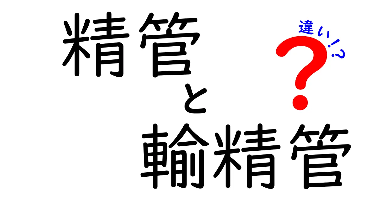 精管と輸精管の違いをみんなにわかりやすく解説!中学生にも理解できる体の仕組みガイド