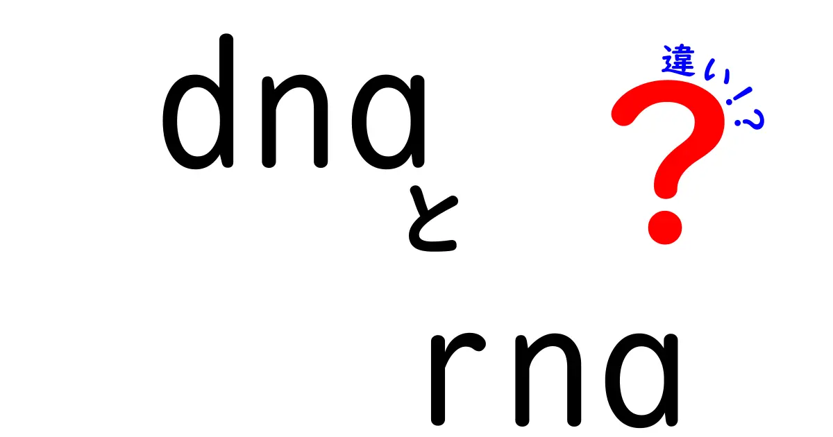 DNAとRNAの違いを徹底解説!中学生にもわかる構造と機能の比較