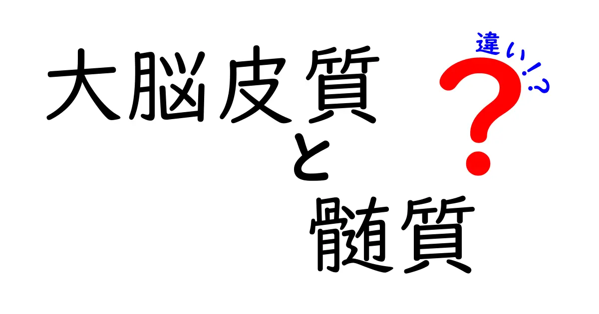 大脳皮質と髄質の違いを徹底解説!中学生にもわかる図解つき