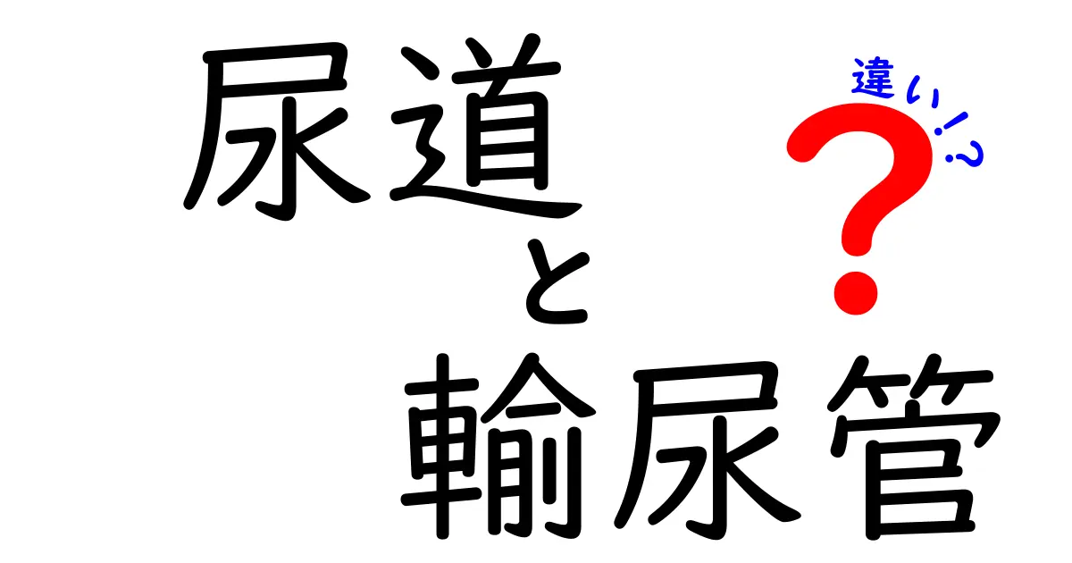 尿道と輸尿管の違いを徹底解説 中学生にもわかる基礎から日常のポイントまで