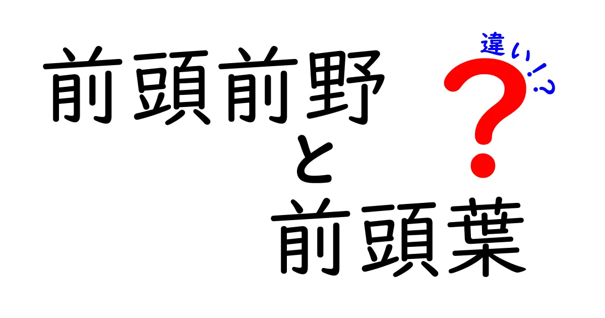前頭前野と前頭葉の違いを徹底解説|脳の働きと役割をわかりやすく比較