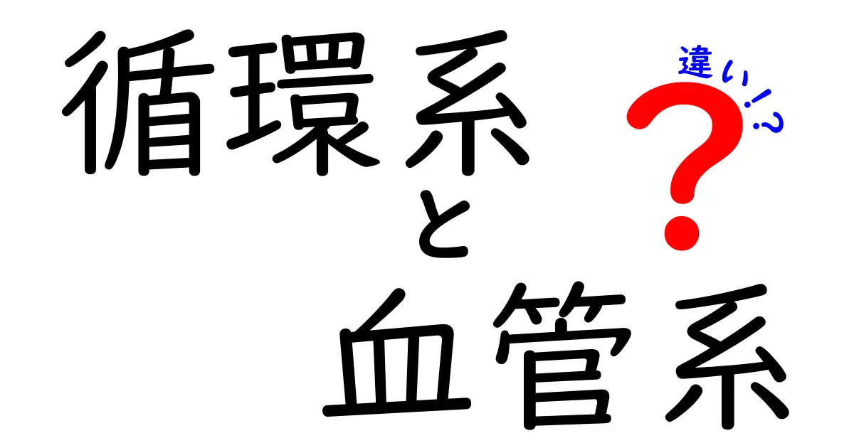 循環系と血管系の違いを徹底解説！中学生にも分かるやさしい解説で今日からスッキリ理解