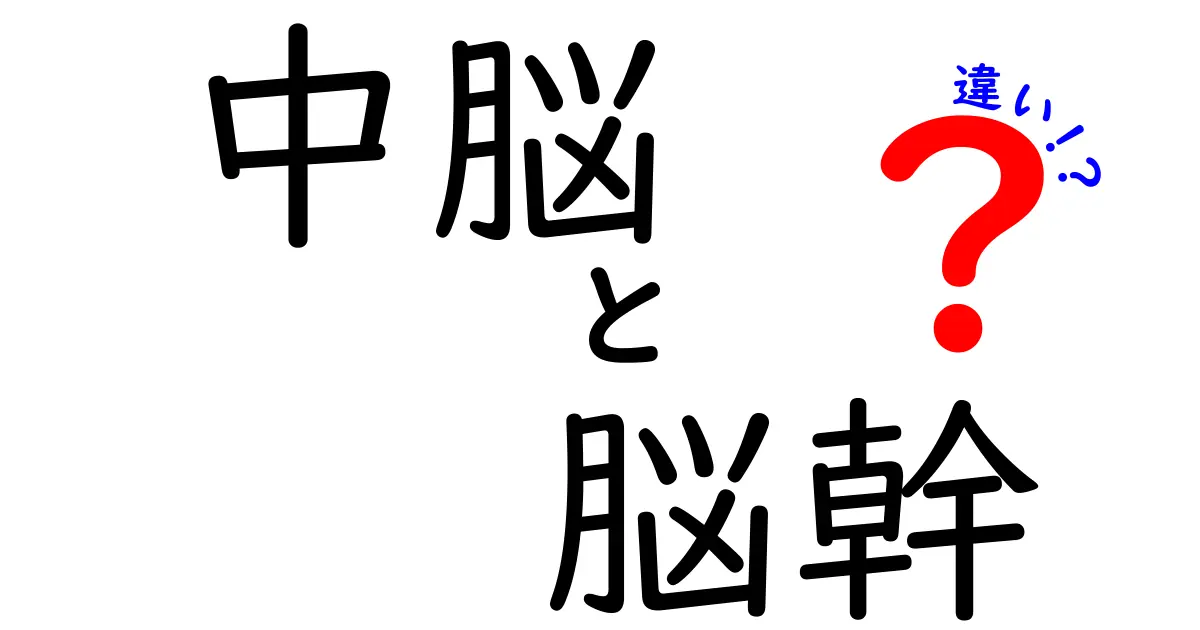 中脳と脳幹の違いをやさしく解説:中学生にも伝わるポイントまとめ