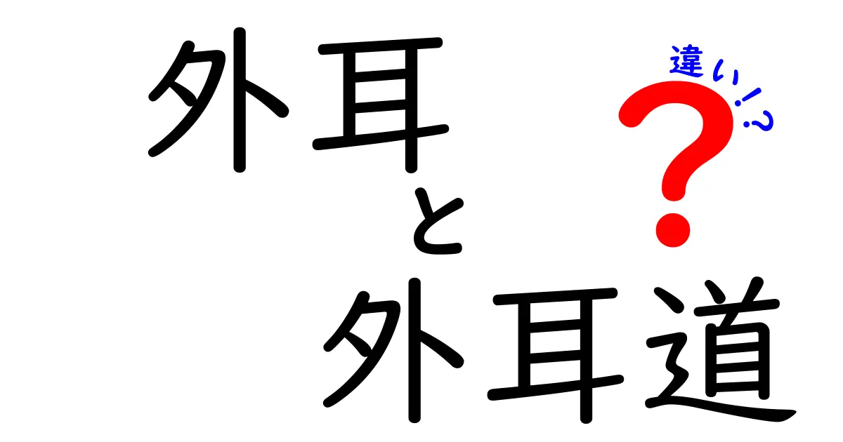 外耳と外耳道の違いを徹底解説!耳のしくみを中学生にも分かりやすく理解する方法
