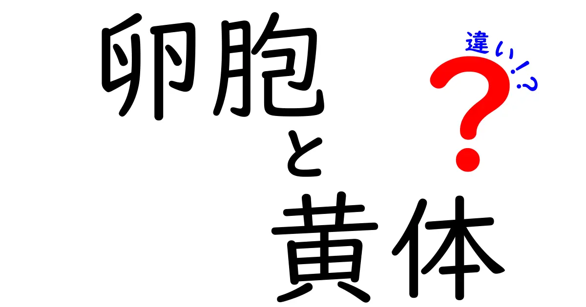 卵胞と黄体の違いを徹底解説!中学生にもわかる生理の基本