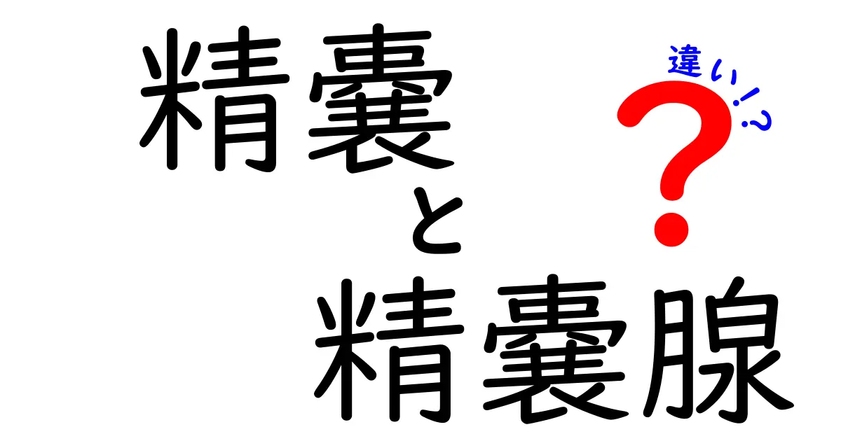 精嚢と精嚢腺の違いを徹底解説!初心者にもわかるポイント整理