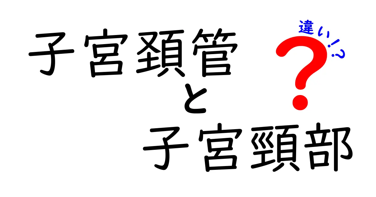 子宮頚管と子宮頸部の違いを徹底解説!中学生にもわかるやさしい解説