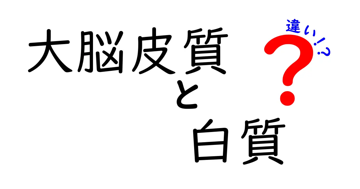 大脳皮質と白質の違いを徹底解説!機能・場所・役割を中学生にもわかる図解付き