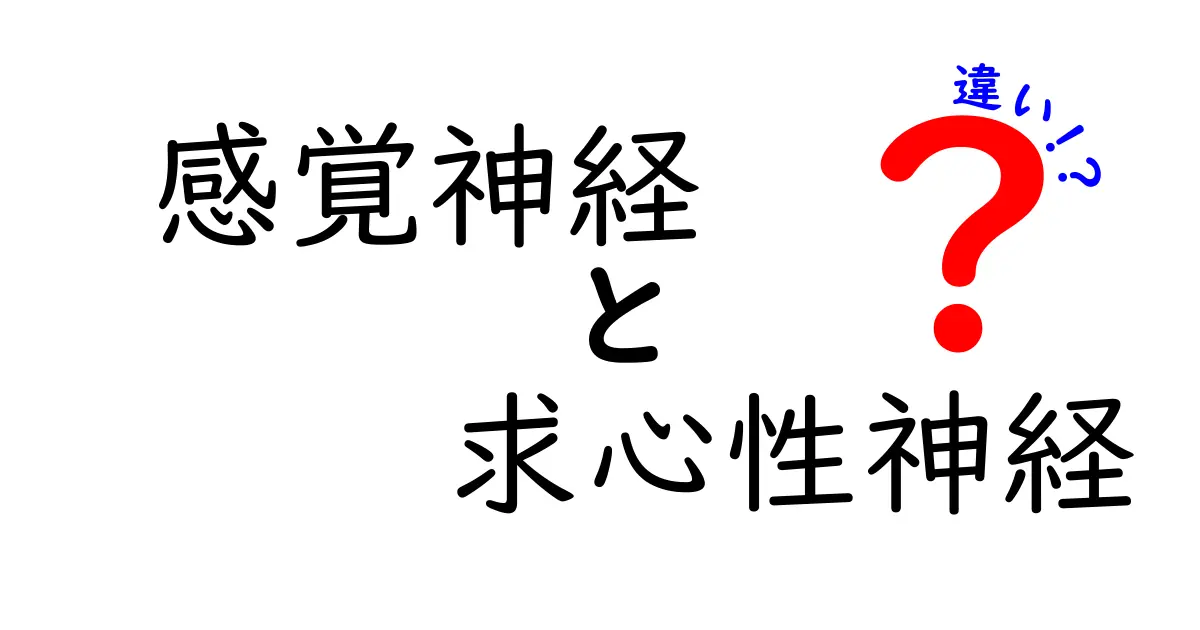 感覚神経と求心性神経の違いを徹底解説!中学生にも分かる図解付きガイド