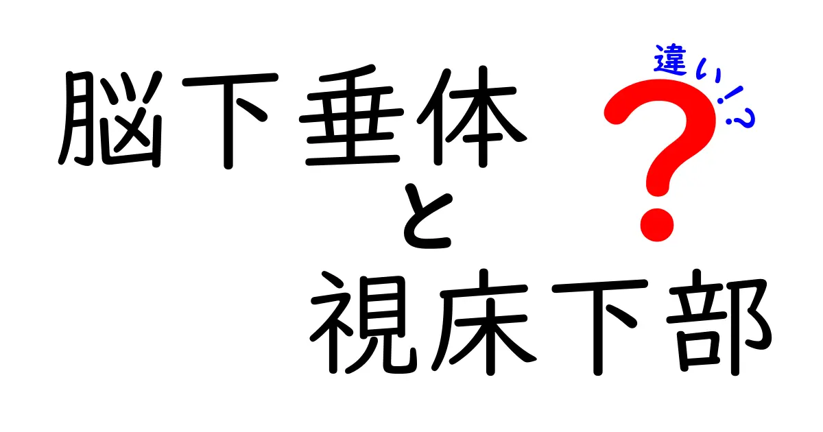 脳下垂体と視床下部の違いを分かりやすく解説!中学生にも伝わる基礎ガイド