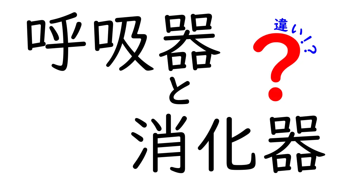 呼吸器と消化器の違いを徹底解説:体の中の2大チームの役割と仕組みを中学生にもわかる言葉で