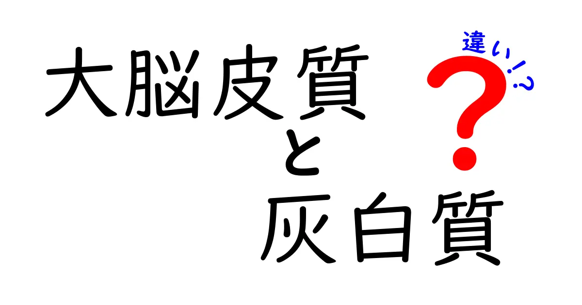 大脳皮質と灰白質の違いを徹底解説!中学生にもわかる脳の仕組み入門