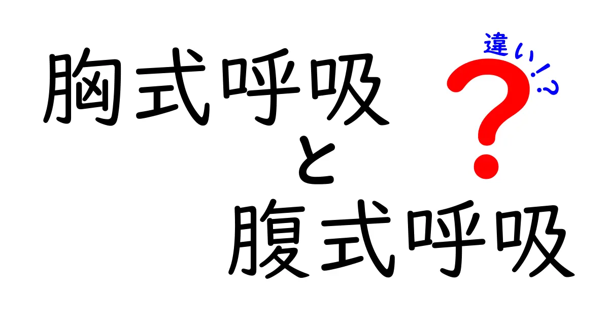 胸式呼吸と腹式呼吸の違いを徹底解説！今日から使い分ける呼吸のコツ