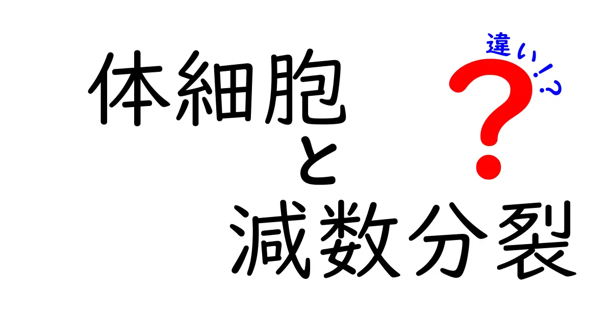 体細胞と減数分裂の違いを簡単に理解!中学生にも伝わる図解つき解説